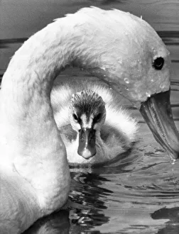 00047 Gallery: This week old cygnet stays close to mum at Washington Wildlife Park