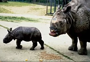 Three week old Indian rhinoceros named Ropen with his mother Roopa at Whipsnade Zoo