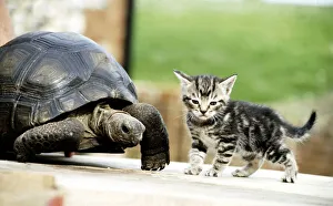 Four week old kitten with Lightning the ten year old tortoise at their owners home in Four week old kitten with Lightning the ten year old tortoise at their owners home in