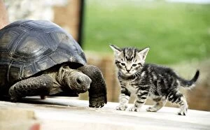 Images Dated 1st June 1983: Four week old kitten with Lightning the ten year old tortoise at their owners home in