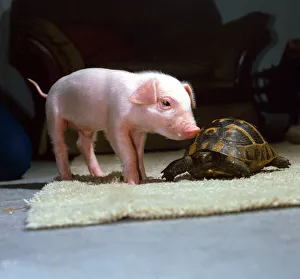 Images Dated 1st June 1985: Three week old piglet and tortoise at Surrey Bird Rescue Society in Chertsey June