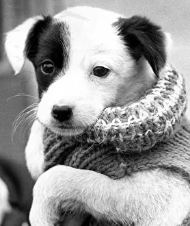 A six week old puppy, living at the Honiley National Canine Defence League kennels A six week old puppy, living at the Honiley National Canine Defence League kennels