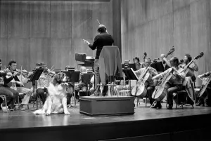 Wellington the St. Bernard was soloist on Saturday Evening with the Los Angeles Wellington the St. Bernard was soloist on Saturday Evening with the Los Angeles