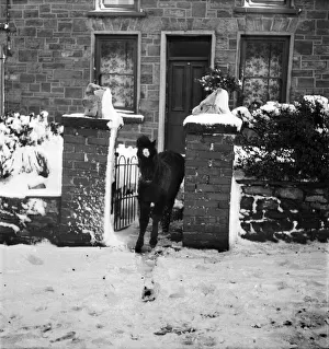 Welsh Ponies at a country cottage in winter. December 1952 C6064-005 Welsh Ponies at a country cottage in winter. December 1952 C6064-005