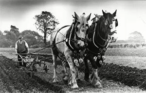 West Hallam - Harry Tomalin ploughing with his horses 15th October 1983