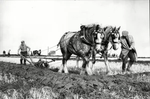 West Hallam ploughing match - Mr Gerald Taylor of Gotham Nottingham 2nd in the Ploughing West Hallam ploughing match - Mr Gerald Taylor of Gotham Nottingham 2nd in the Ploughing