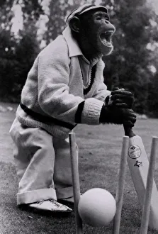 'Whadaya mean, OUT. Any monkey would tell you it was a no ball 'Whadaya mean, OUT. Any monkey would tell you it was a no ball