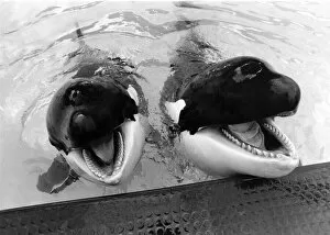 Whales: Together Winnie and Nemo. May 1986 P006479