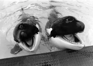 Whales: Together Winnie and Nemo. May 1986 P006479 Whales: Together Winnie and Nemo. May 1986 P006479