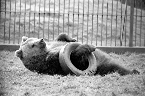 Whipsnade Zoo. Brown Bears. March 1975 75-01658 Whipsnade Zoo. Brown Bears. March 1975 75-01658