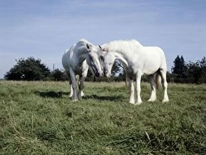 Two whitbread shire horses on holiday on a farm at Matfield near Tonbridge