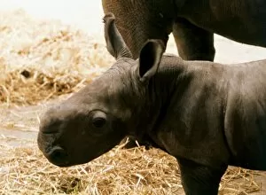 White Rhino baby born at Blackpool Zoo, named Nykasi July 1973