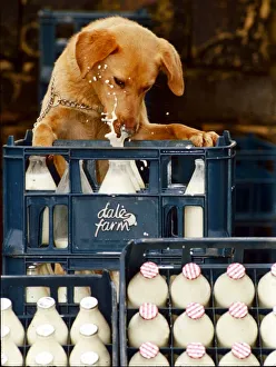 Images Dated 1st February 1992: The white stuff Goldie the Retriever who is a milkaholic February 1992