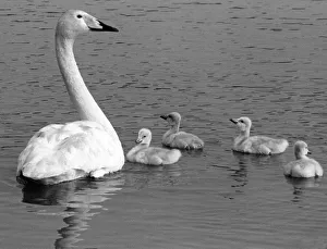 00047 Gallery: This Whooper swan and her cygnets are one of the attractions of Washingto Waterfowl Park