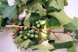 00101 Gallery: Wild grapes