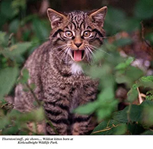 Images Dated 9th November 1995: Wildcat kitten born at Kirkcudbright Wildlife park showing tongue Mr Hiss
