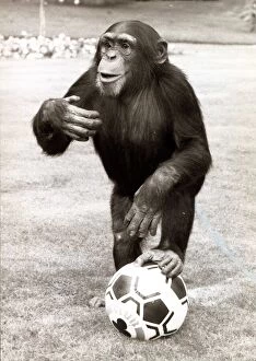 William the chimp with his football at Twycross Zoo in Leiciestershire October 1987