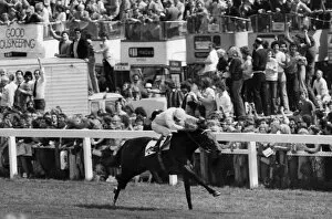 Images Dated 6th June 1979: Willie Carson winning the 200th Derby on Troy at Epsom watched by crowds standing on cars