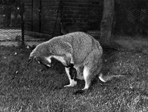 Images Dated 26th July 1985: Winnie the Wallaby listening to her baby that is poking its head out of Winnie