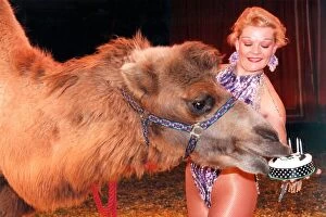 00074 Gallery: Winston the camel, on his fifth birthday, from the Russian State Circus with trapeze