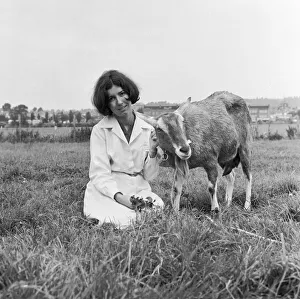 Woman in a field with a young goat. Circa 1955 Woman in a field with a young goat. Circa 1955