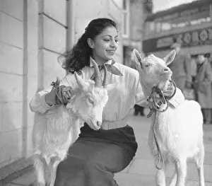 A woman with two goats that appear in the show 'Tea House of August Moon' A woman with two goats that appear in the show 'Tea House of August Moon'