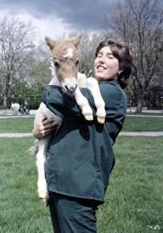 A woman holding 'Little Mull'a miniature Shetland pony foal May 1983