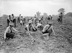 Women Gathering Potatoes in Field - 1941 Women doing mens jobs during the war Women Gathering Potatoes in Field - 1941 Women doing mens jobs during the war