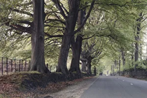 A woodland road at Minley, Hampshire. June 1964 A woodland road at Minley, Hampshire. June 1964