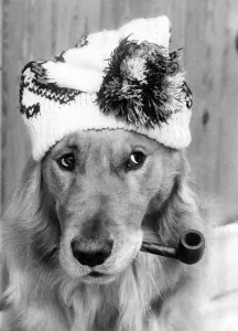 Woolly..... for Monty, the waggish pipe-dog with an eye for the weather Woolly..... for Monty, the waggish pipe-dog with an eye for the weather