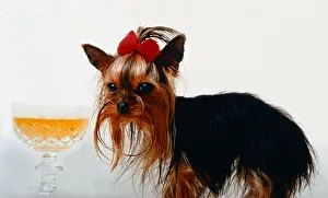 Images Dated 1st April 1993: The worlds smallest dog Thumelina the Yorkshire Terrier wearing a red ribbon