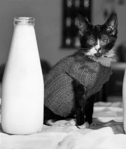 Wr Wimp the pussy cat wearing a jumper to keep warm as he looks at a large botlle of milk Wr Wimp the pussy cat wearing a jumper to keep warm as he looks at a large botlle of milk