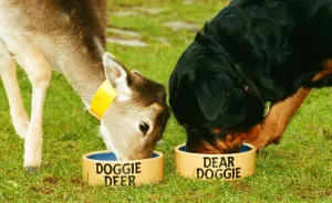 Wrack the Rottweiler and his pal Sparky the fallow dear seen here enjoying lunch Wrack the Rottweiler and his pal Sparky the fallow dear seen here enjoying lunch