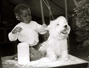 Two year old Tunde Dawodu from Nigeria gives West Highland terrier Butch a powder bath Two year old Tunde Dawodu from Nigeria gives West Highland terrier Butch a powder bath