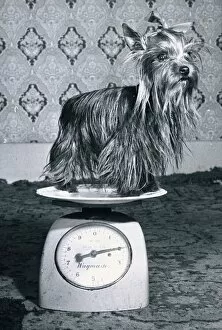 00146 Gallery: Two year old Yorkshire Terrier weighs in at only 2lbs