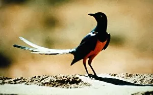 Images Dated 1st April 1971: Yellow Eyed Starling April 1971 A©Mirrorpix