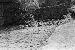 Images Dated 24th October 1982: Yorkshire Dales, North Yorkshire. Sunday 24th October 1982