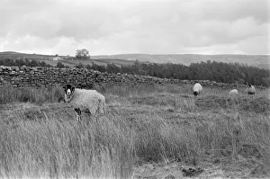 Images Dated 24th October 1982: Yorkshire Dales, North Yorkshire, Sunday 24th October 1982