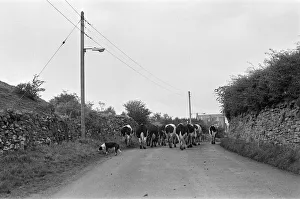 Images Dated 24th October 1982: Yorkshire Dales, North Yorkshire. Sunday 24th October 1982