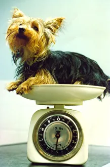 A Yorkshire Terrier being weighed, circa 1990 A Yorkshire Terrier being weighed, circa 1990