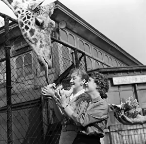 Youki, tame giraffe at Belle Vue Zoo, gives a motherly lick to two new arrivals Youki, tame giraffe at Belle Vue Zoo, gives a motherly lick to two new arrivals