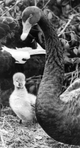 00047 Gallery: A young Australian Black Swan cygnet waiting for mum to take him swimming