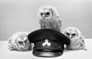 Images Dated 2nd May 1975: Three young baby owls. May 1975