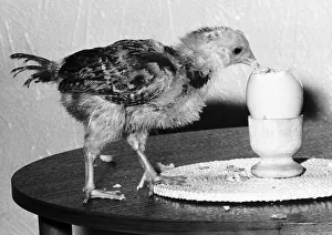 A young chicken eating a boiled egg. 26th January 1983 A young chicken eating a boiled egg. 26th January 1983