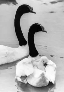 00047 Gallery: This young cygnet gets a piggy back ride of one of its parents