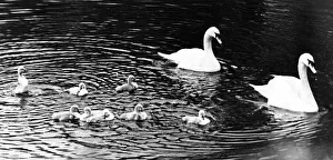 These eight young cygnets are the latest addition to the colony at Saltwell Park These eight young cygnets are the latest addition to the colony at Saltwell Park