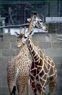Images Dated 1st August 1979: Two young Giraffes looking away from each other at Chester Zoo August 1979