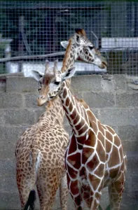 Two young Giraffes looking away from each other at Chester Zoo August 1979 Two young Giraffes looking away from each other at Chester Zoo August 1979