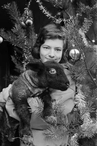 A young girl holding a Christmas lamb, December 1985 A young girl holding a Christmas lamb, December 1985
