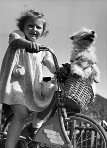 Young girl riding her bicycle with pet dog in the basket on the front handlebars Young girl riding her bicycle with pet dog in the basket on the front handlebars